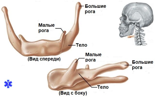 Строение подъязычной кости