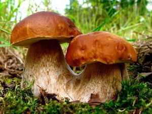 Особенности отравления грибами